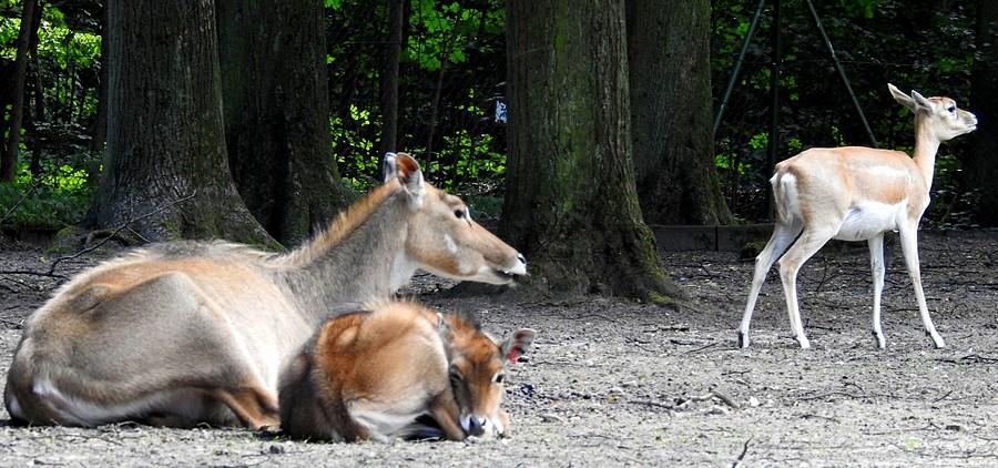Młode nilgau nie daje spać starszym, ZOO Poznąń