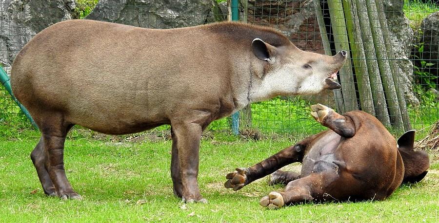 Tapiry i scenka rodzajowa, ZOO Poznań