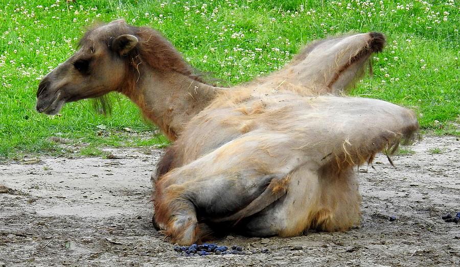 Baktriany nie mają lekko... :), ZOO Poznań