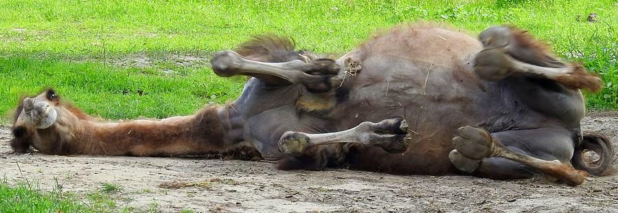 Wielbłądzia radość, ZOO Poznań