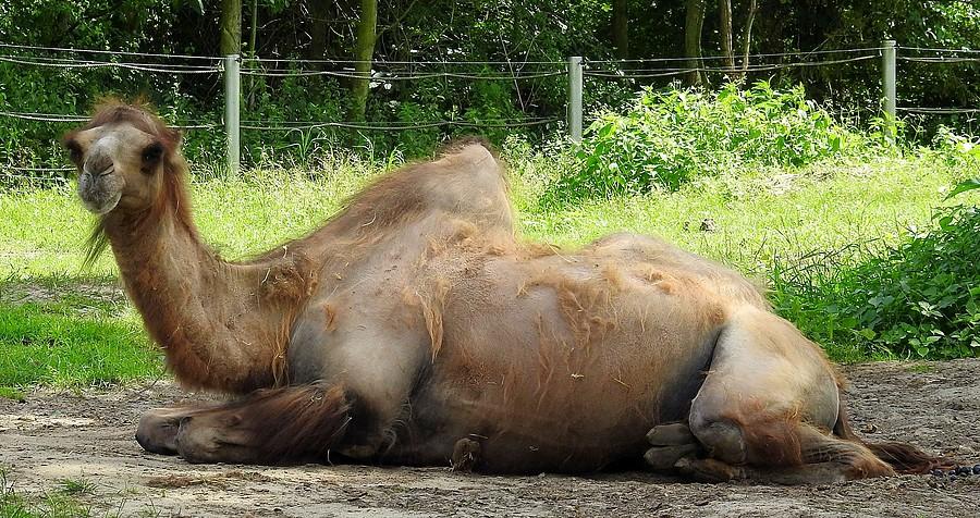 "Co to za małpa lata z aparatem?", ZOO Poznań