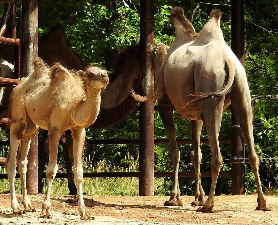 Rośnie młode pokolenie baktrianów, ZOO Poznań