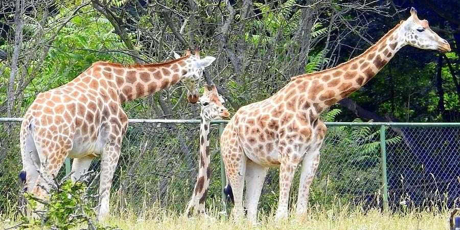 Ciekawskie żyrafy, ZOO Poznań