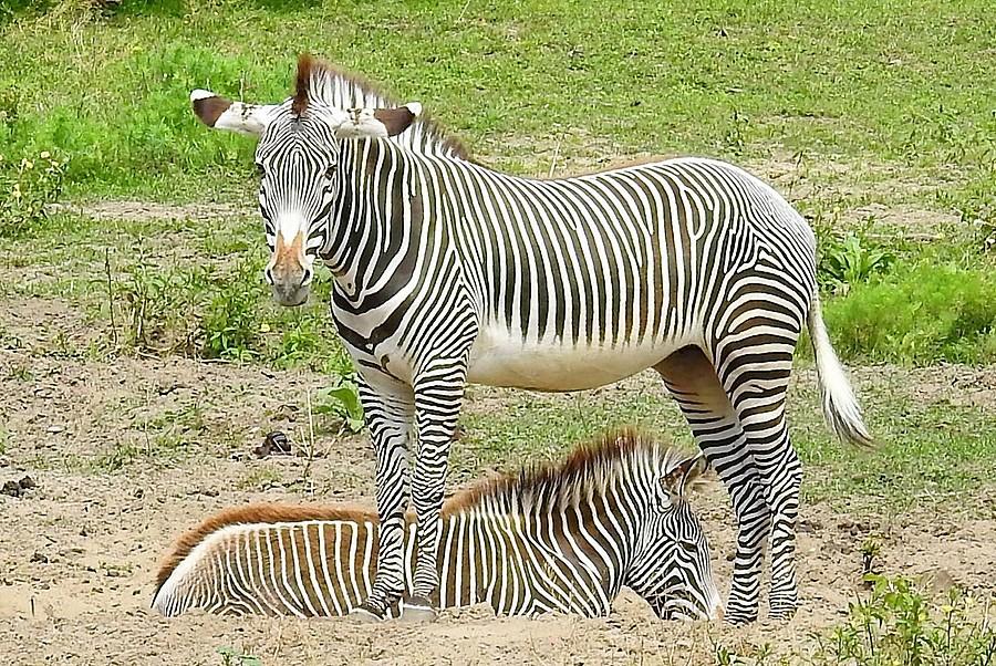 Aż mieni się w oczach, ZOO Poznań