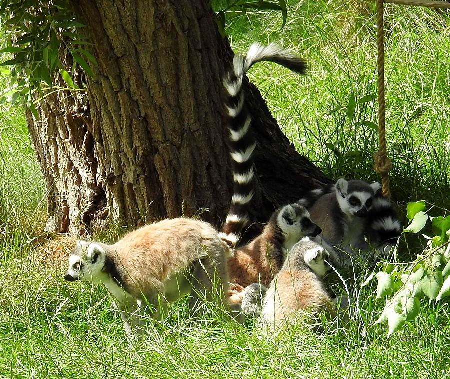 Lemurokumulacja, ZOO Poznań