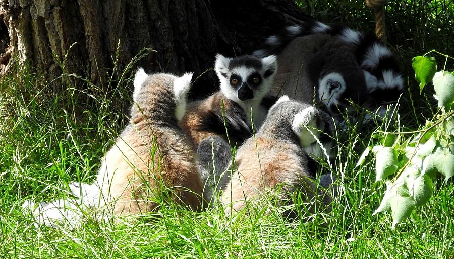 Lemurom Covid niestraszny :), ZOO Poznań