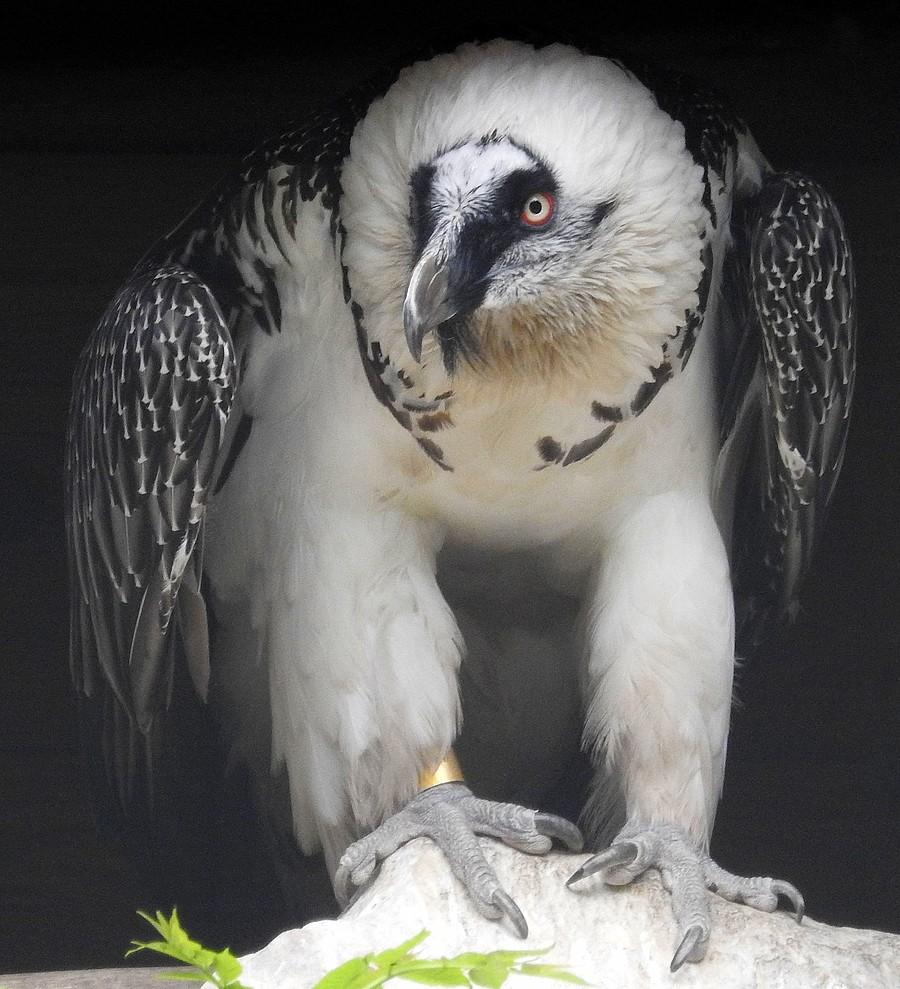 Zirytowany orłosęp, ZOO Poznań