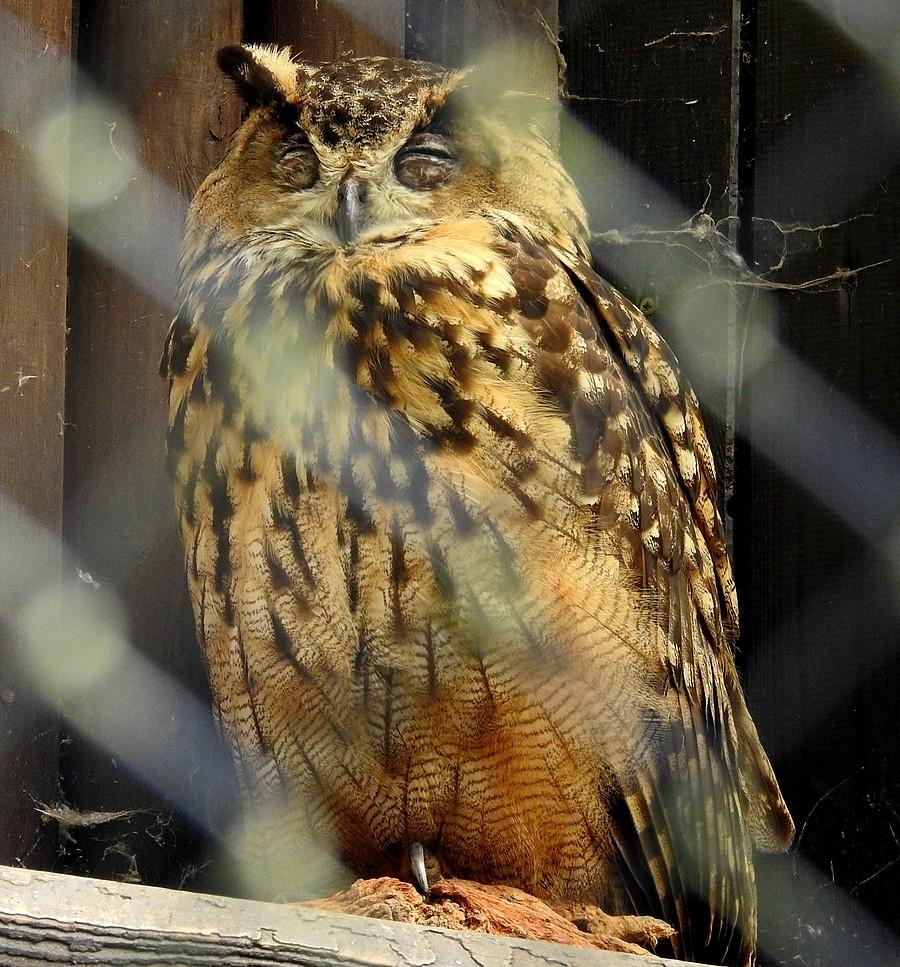 Dzień to zdecydowanie nie jest ulubiona pora dnia puchacza, ZOO Poznań