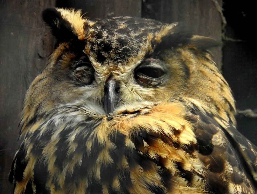 Niby śpi, a czuwa, jak to prawdziwy puchacz, ZOO Poznań