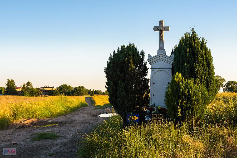 Dróżka pośród pól w Lubszy