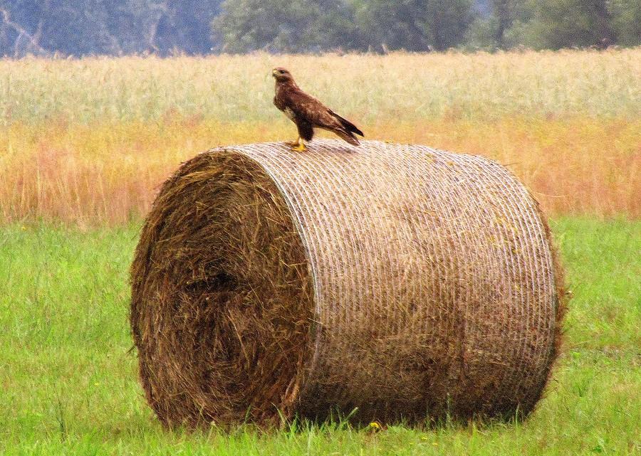 Myszołów w wersji agro :)