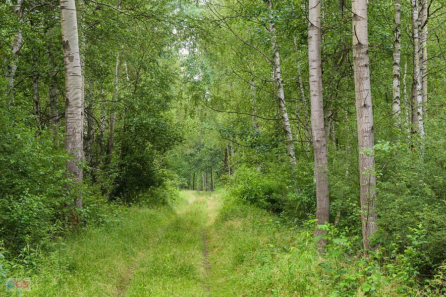 Leśna droga w pobliżu Zawodzia, tutaj już nie była zarośnięta w porównaniu do odcinka, którego nie sfotografowałem.