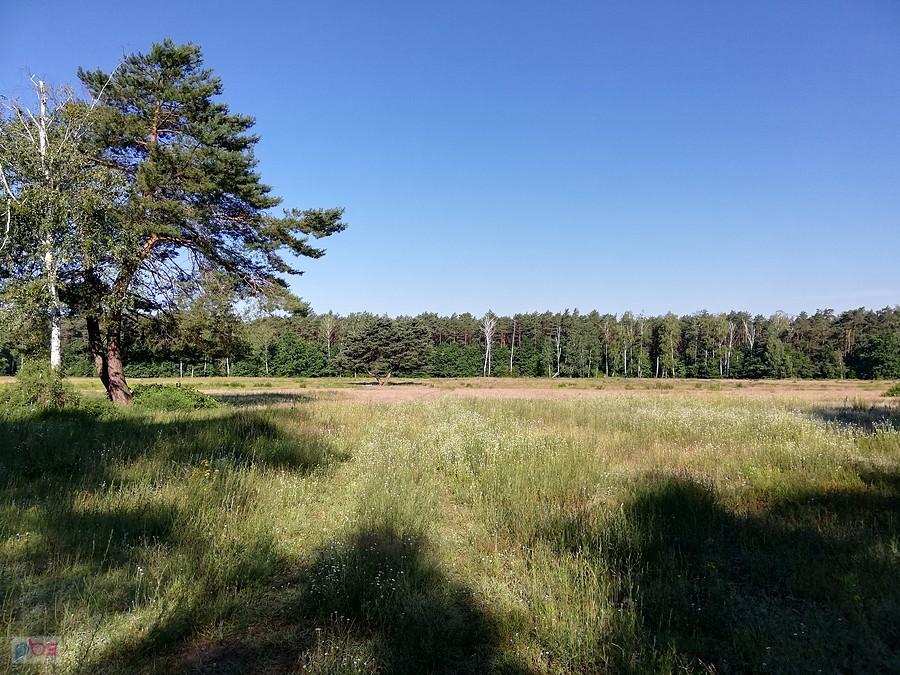Na kampinoskim szlaku