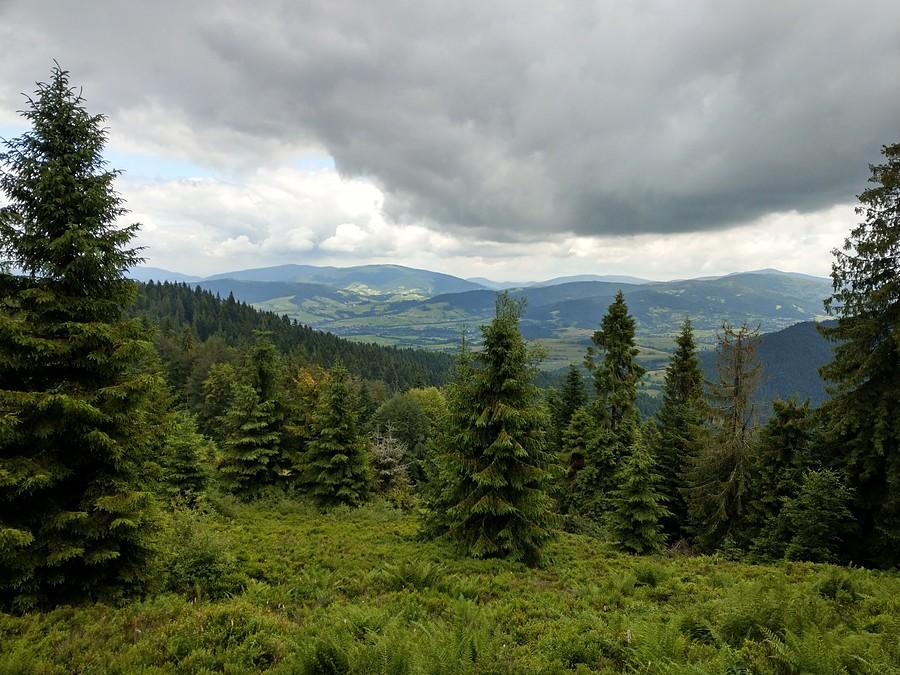 Widoczek