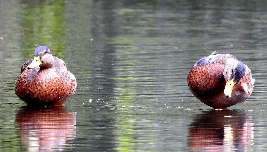 Kacze moje uszanowanko, poznański Las Dębiński