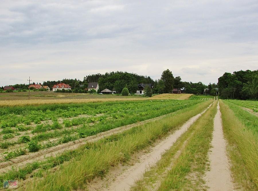Pola przy wsi Bubel-Łukowiska