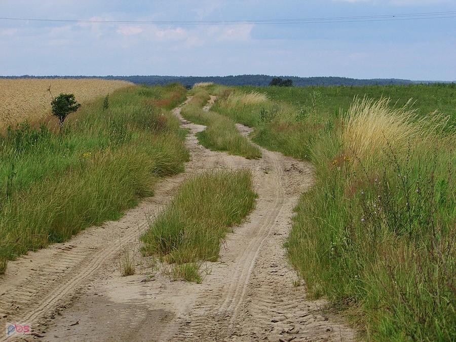 Droga wśród pól
