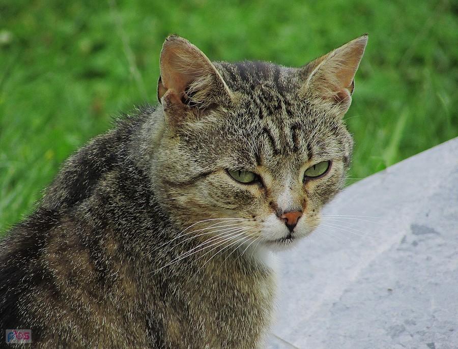 Ostanie spojrzenie i pobiegł do lasu