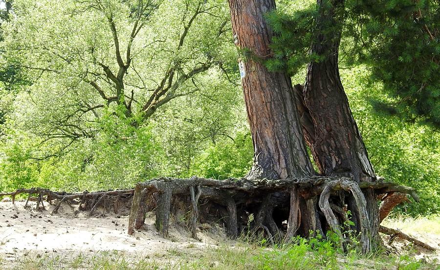 Korzenie tuptusie :), Wielkopolski Park Narodowy