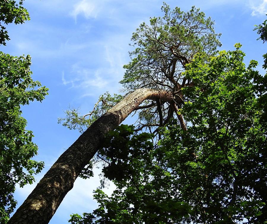 Na pochyłe drzewo..., Wielkopolski Park Narodowy
