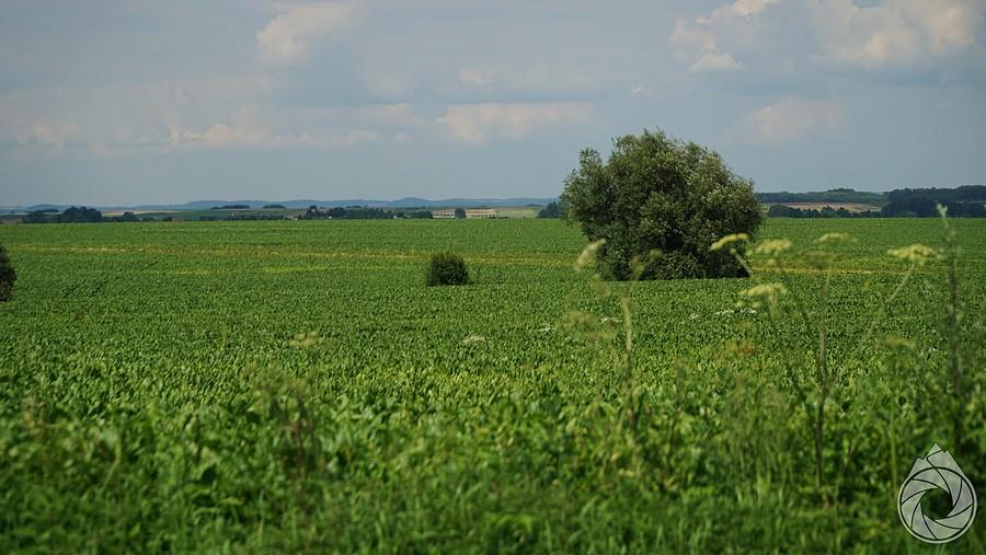 łany sałaty po horyzont