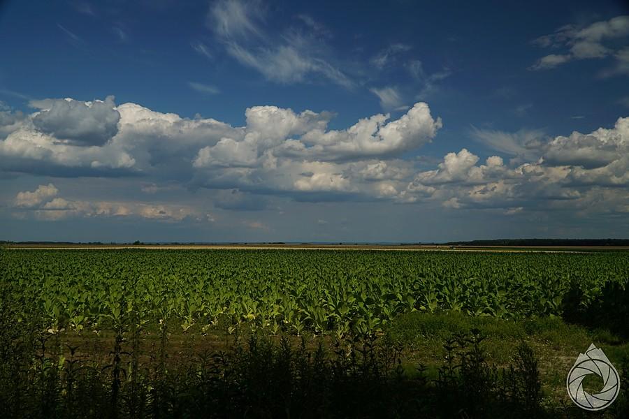 na rubieżach Podkarpacia rośnie już ładny tytoń