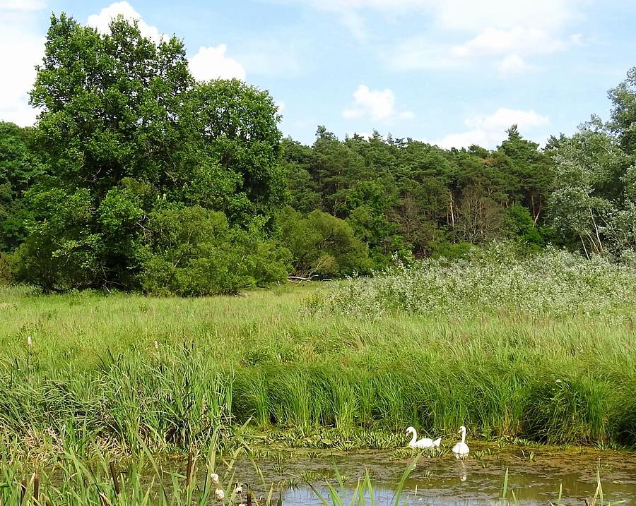 Łabędzia zatoczka - Wielkopolski Park Narodowy