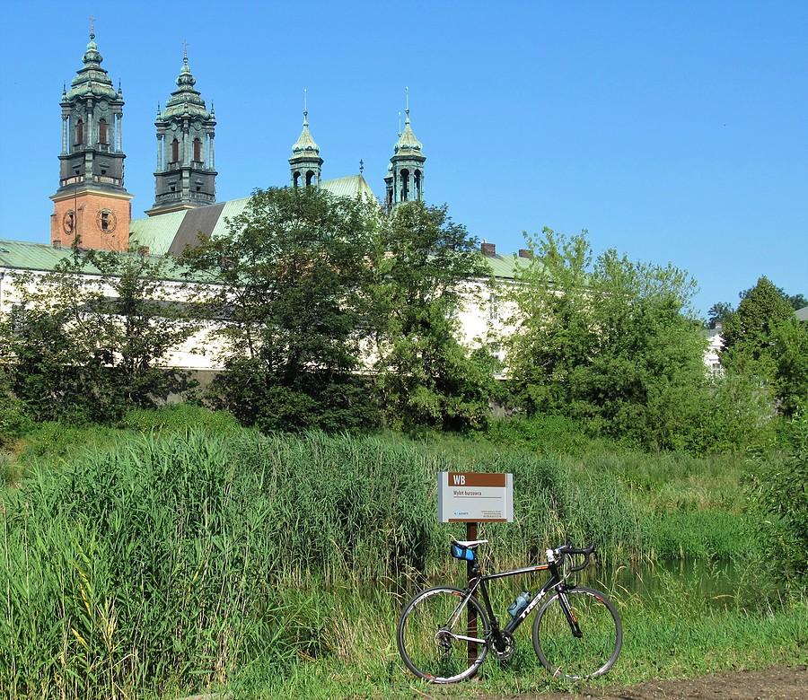 Widok na poznańską katedrę z brzegu Cybiny