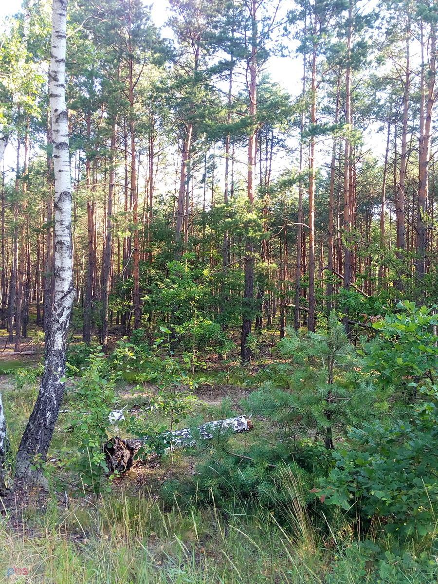 Puszcza Kampinoska