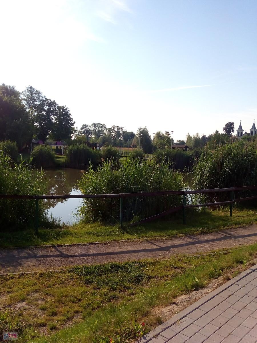 Staw w Borzęcinie
