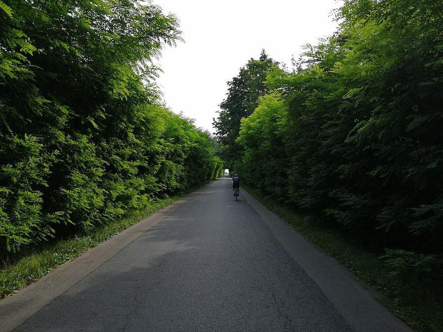 Tunel z zieleni.