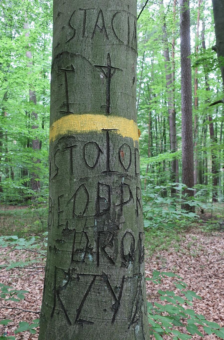 Pokaleczony buk