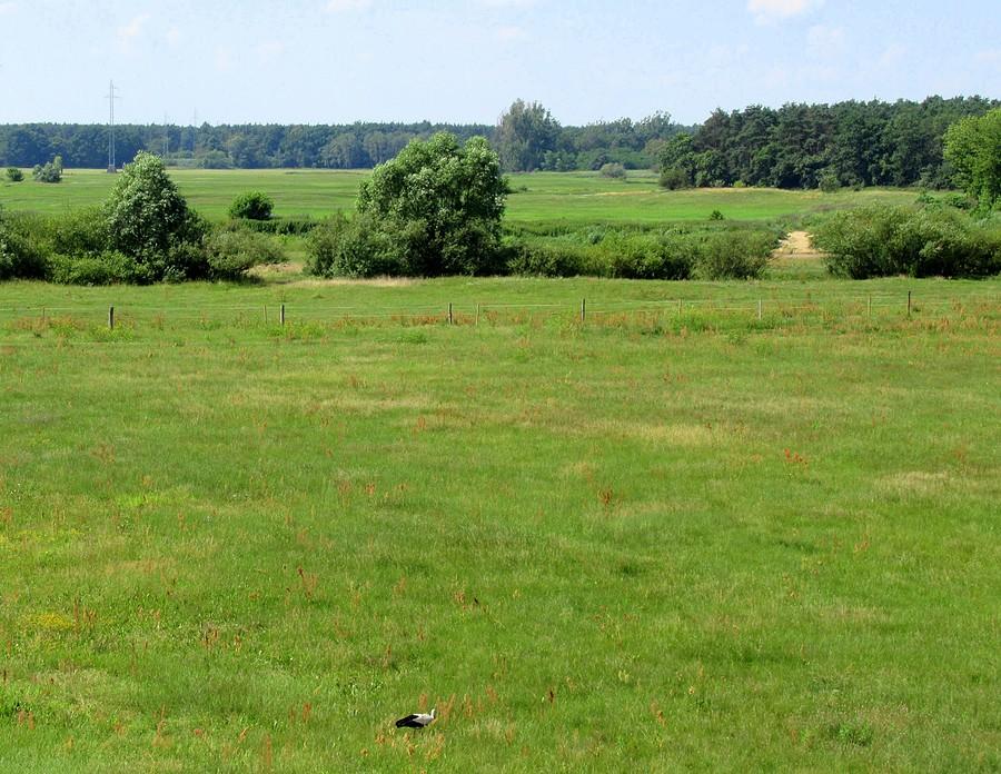 Wielkopolskie pola obk Warty, z boćkiem na pierwszym, Rogalinek