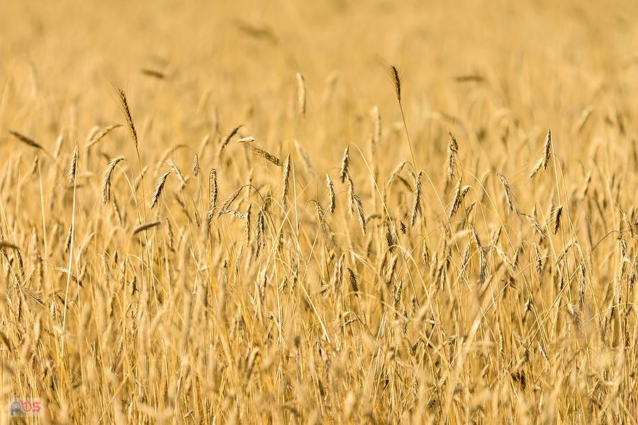 Zbożowe ujęcie w Przymiłowicach-Podgrabiu