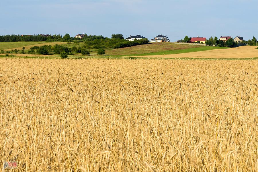 Widok na pola w Przymiłowicach-Podgrabiu i domy w Bukownie
