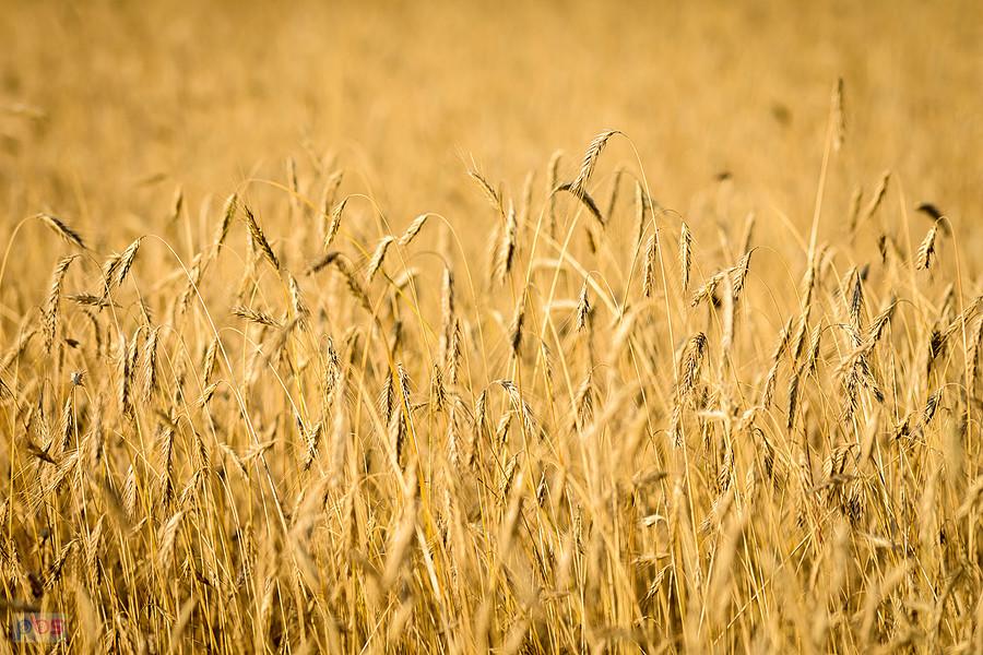 Zbożowe ujęcie w Przymiłowicach-Podgrabiu
