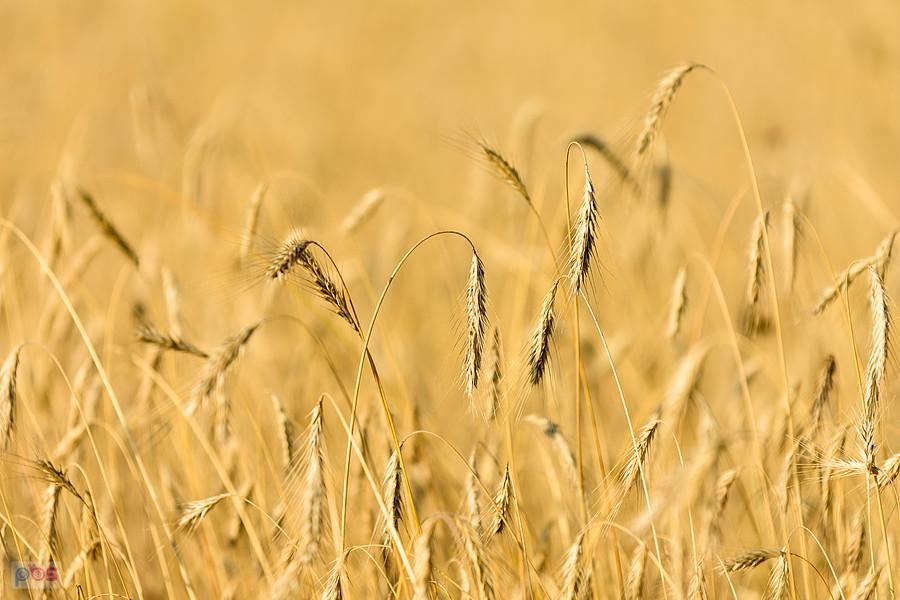 Zbożowe ujęcie w Przymiłowicach-Podgrabiu