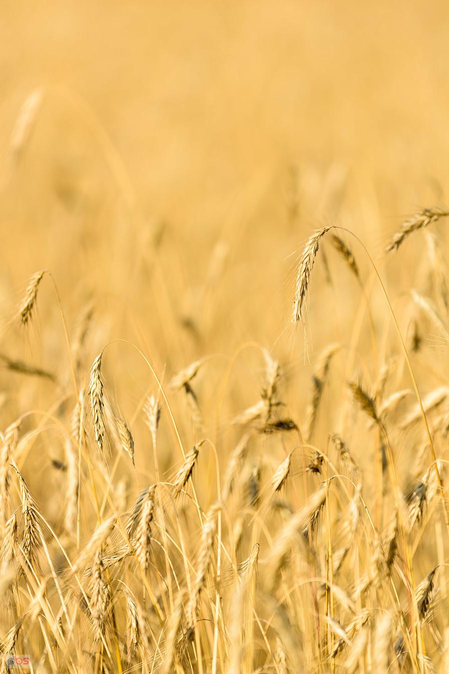 Zbożowe ujęcie w Przymiłowicach-Podgrabiu