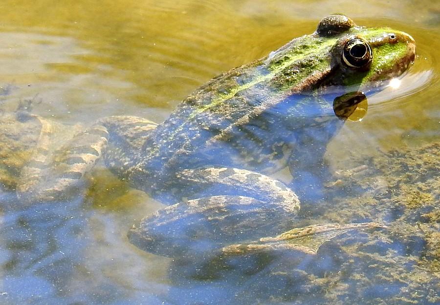 Lekko wystająca, a i czujna żaba wodna :)