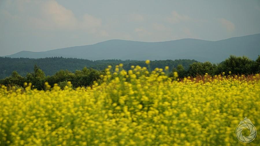 późny rzepak pod MPNem