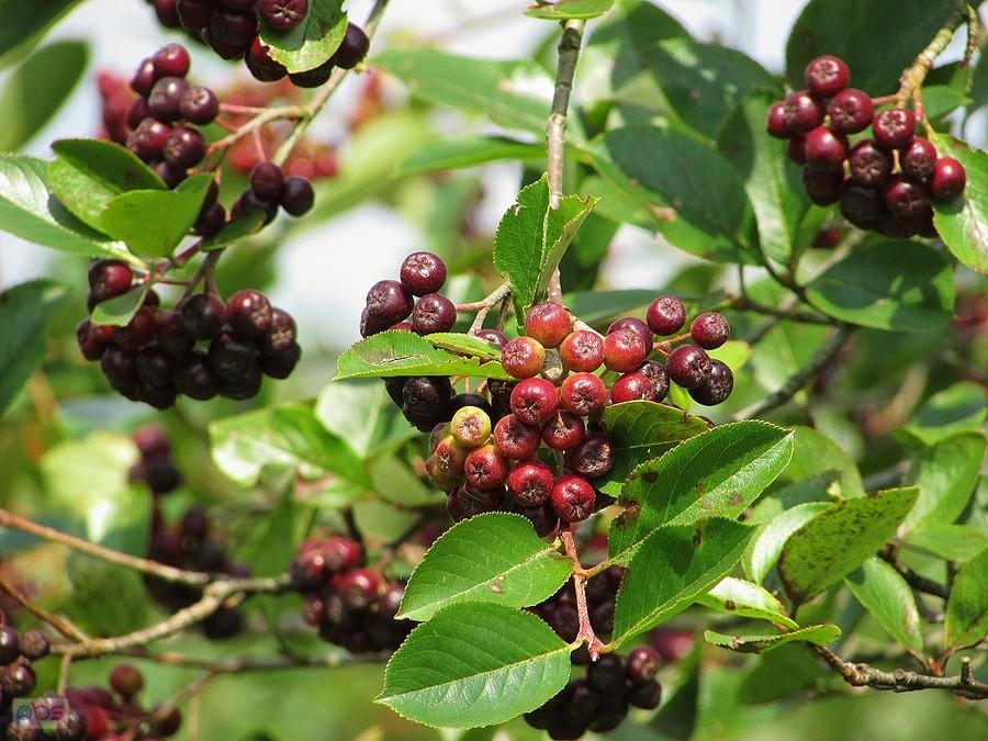 Aronia powoli dojrzewa