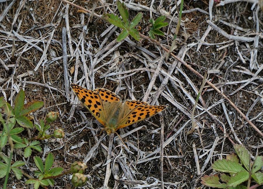 Dostojka latonia