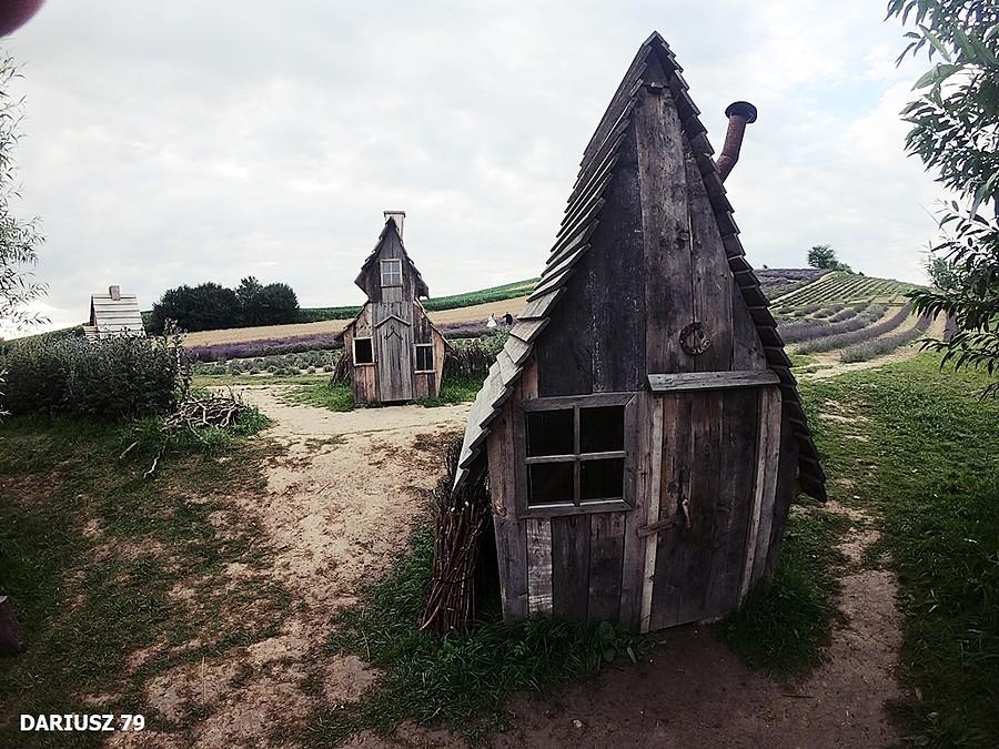 Ogród pełen lawendy - Ostrów