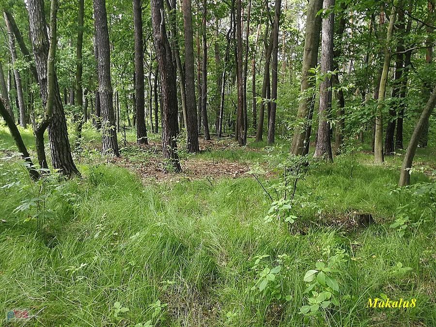 Przez Żabkę nie mogę trafić na drogę do Piaskowni