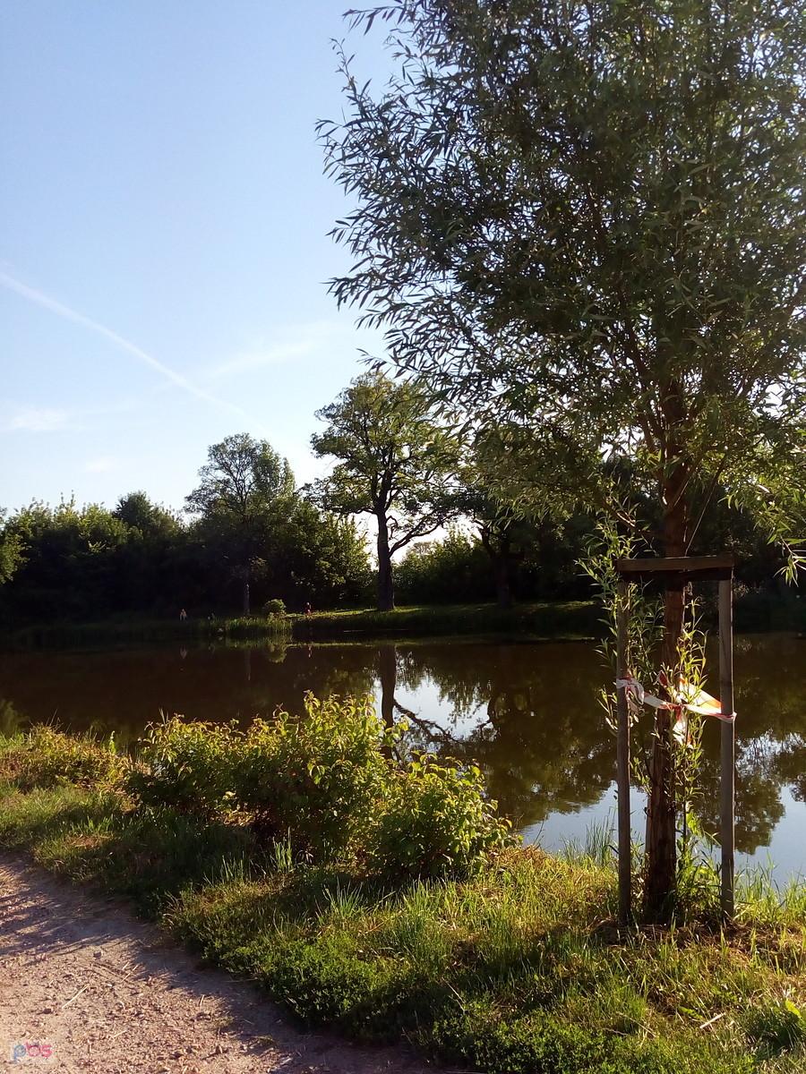 Staw w Ołtarzewie