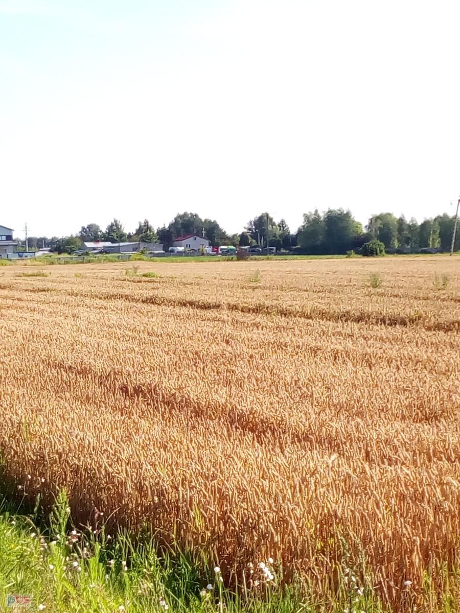 Wkrótce żniwa