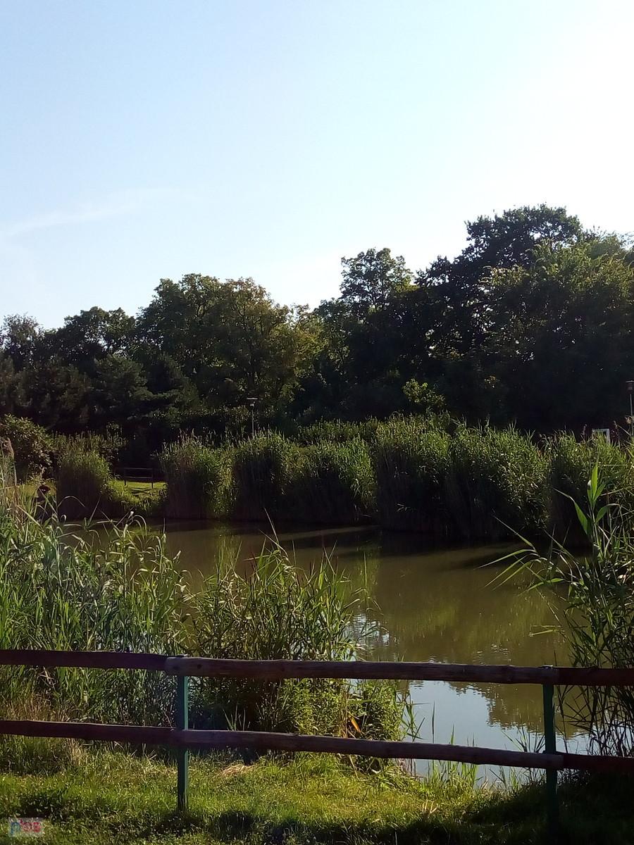 Staw w Borzęcinie