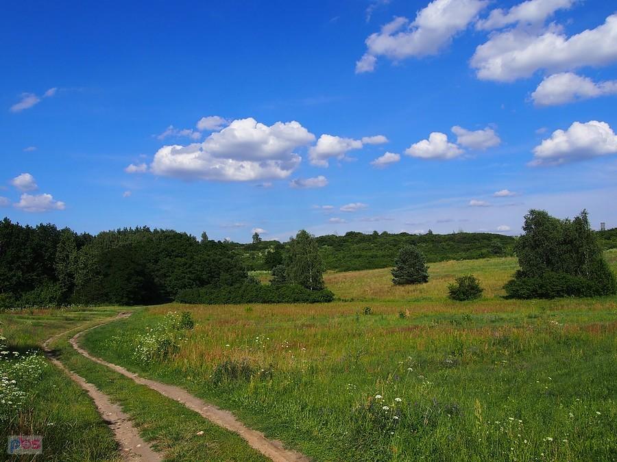 Buczyna tu jeszcze nieskalana cywilizacją