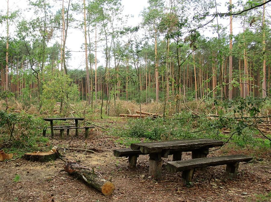 Piknik pod "Dobrą Zmianą",, Nadleśnictwo Babki