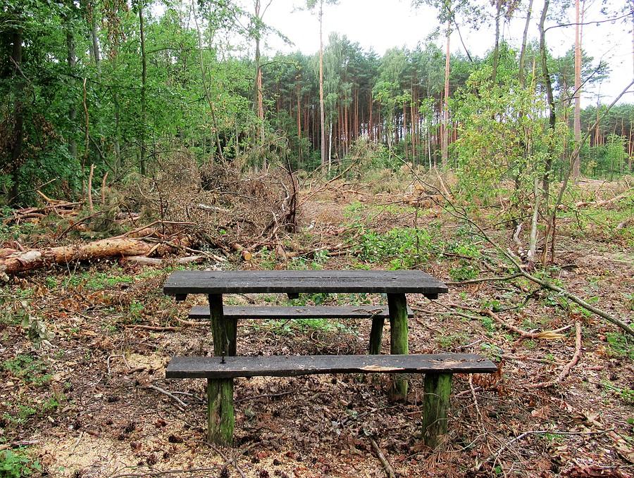Tylko usiąść i się relaksować pięknem lasu A.D 2020, Nadleśnictwo Babki